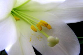 easter lily 2